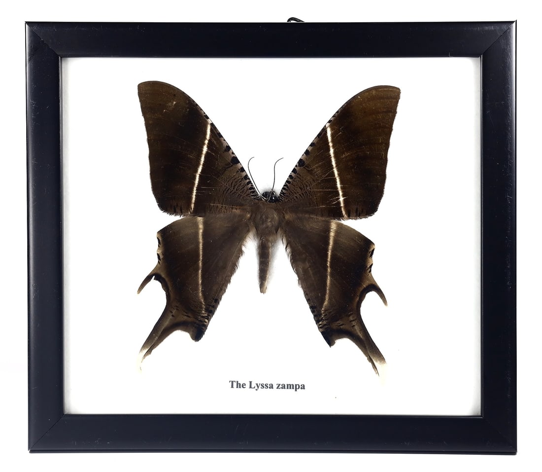 Preserved Taxidermy of The Lyssa Zampa Butterfly Insect Bug Specimen: 19.5x17cm Weight: 204 grams
