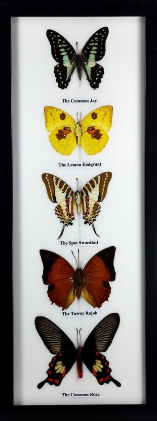 Preserved Taxidermy of Mixed Butterfly Insect Bug Specimen: 38x15cm Weight: 350 grams