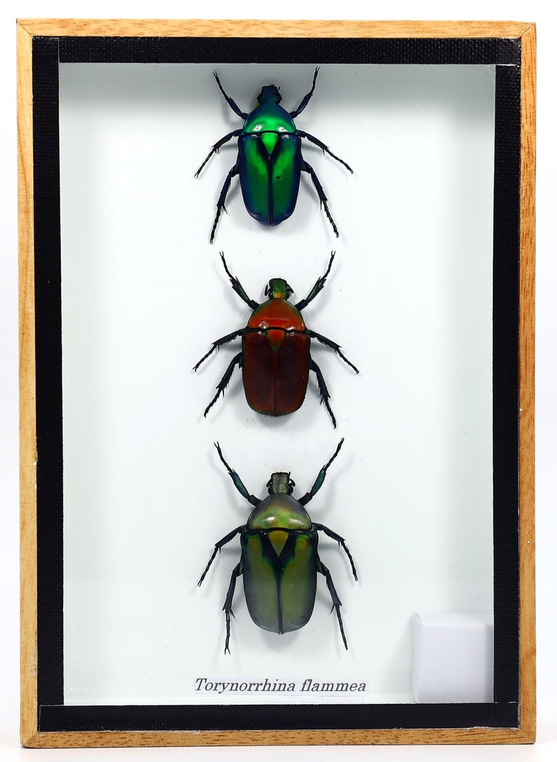 Preserved Taxidermy of Torynorrhina flammea Insect Bug Specimen: 17x12cm Weight: 187 grams