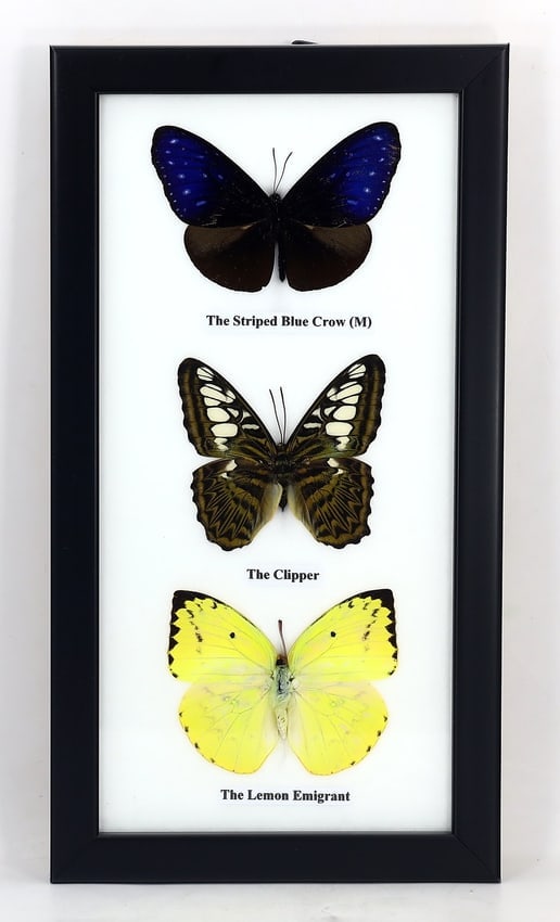 Preserved Taxidermy of Mixed Butterfly Insect Bug Specimen: 25x13cm Weight: 210 grams