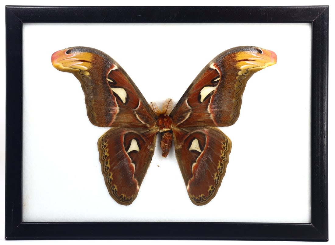 Preserved Taxidermy of Atlas Moth Butterfly Insect Frame Specimen (1 of 2)