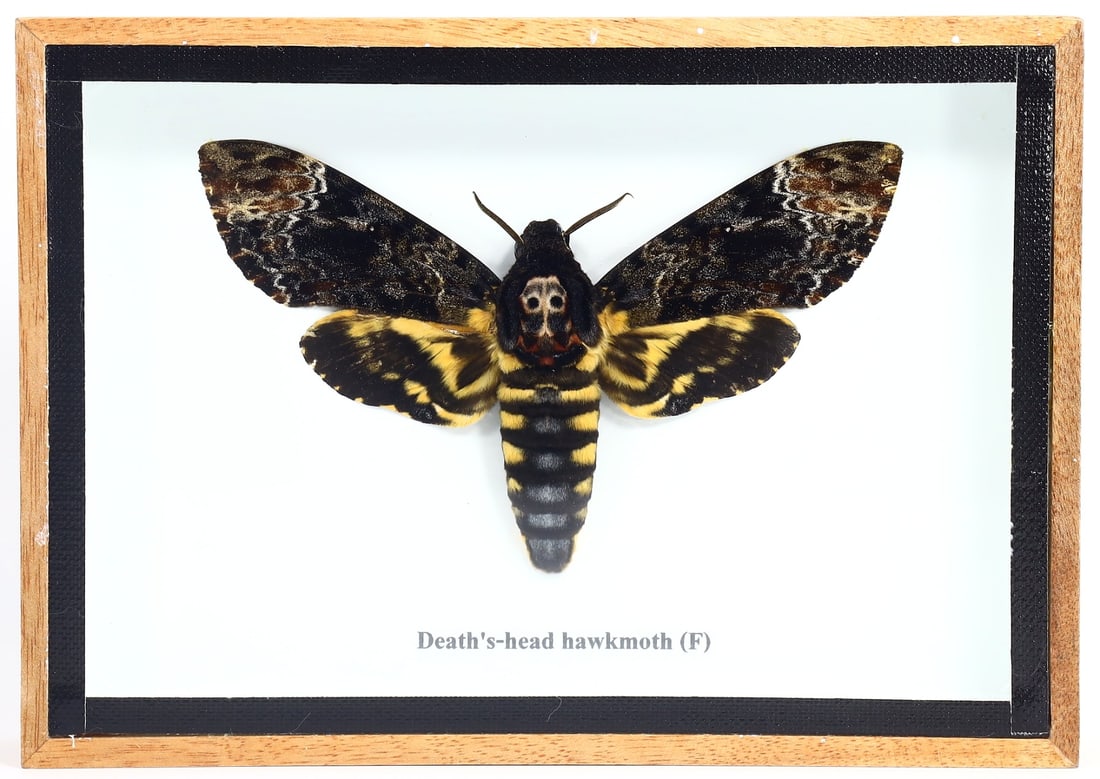 Preserved Taxidermy of Death's-head Hawkmoth Female Insect Bug Frame Specimen: 17x12cm Weight: 207 grams