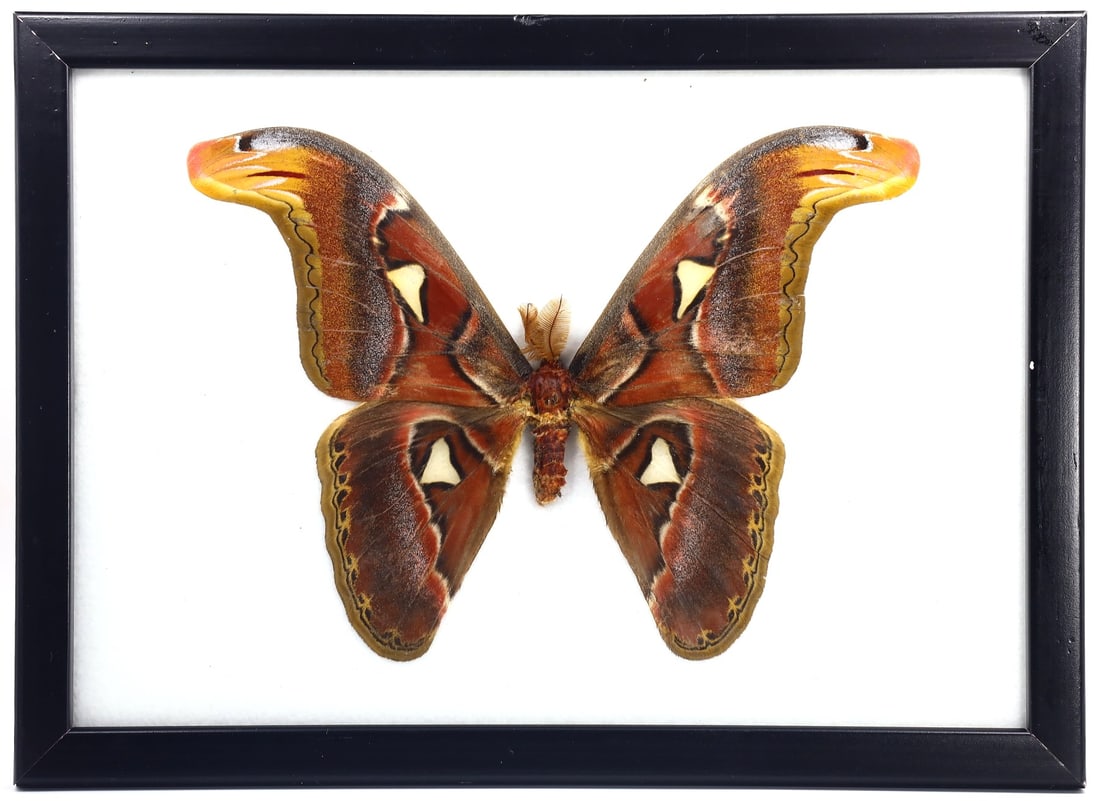 Preserved Taxidermy of Atlas Moth Butterfly Insect Frame Specimen (1 of 2)