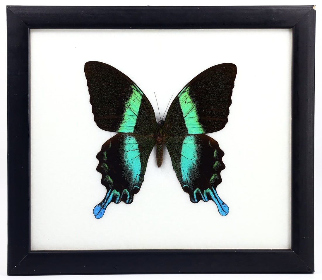 Preserved Taxidermy of Majestic Green Swallowtail Butterfly Insect Bug Frame Specimen: 20x17cm Weight: 216 grams