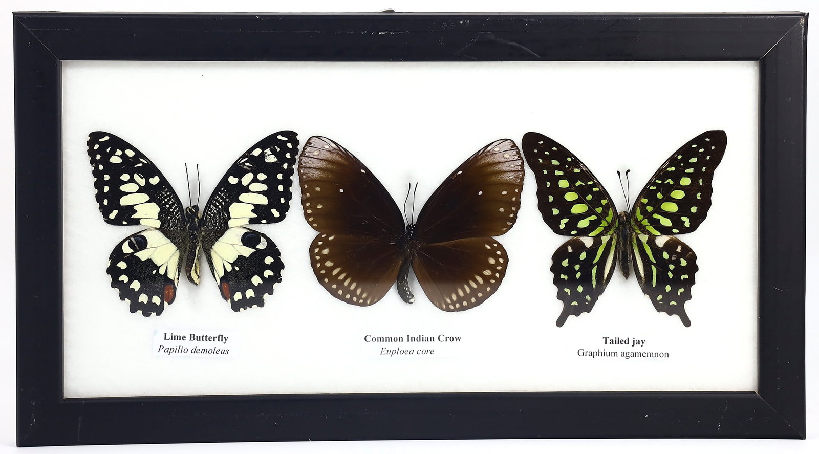 Preserved Taxidermy of Mixed Butterfly Insect Bug Frame Specimen: 23x13cm Weight: 217 grams