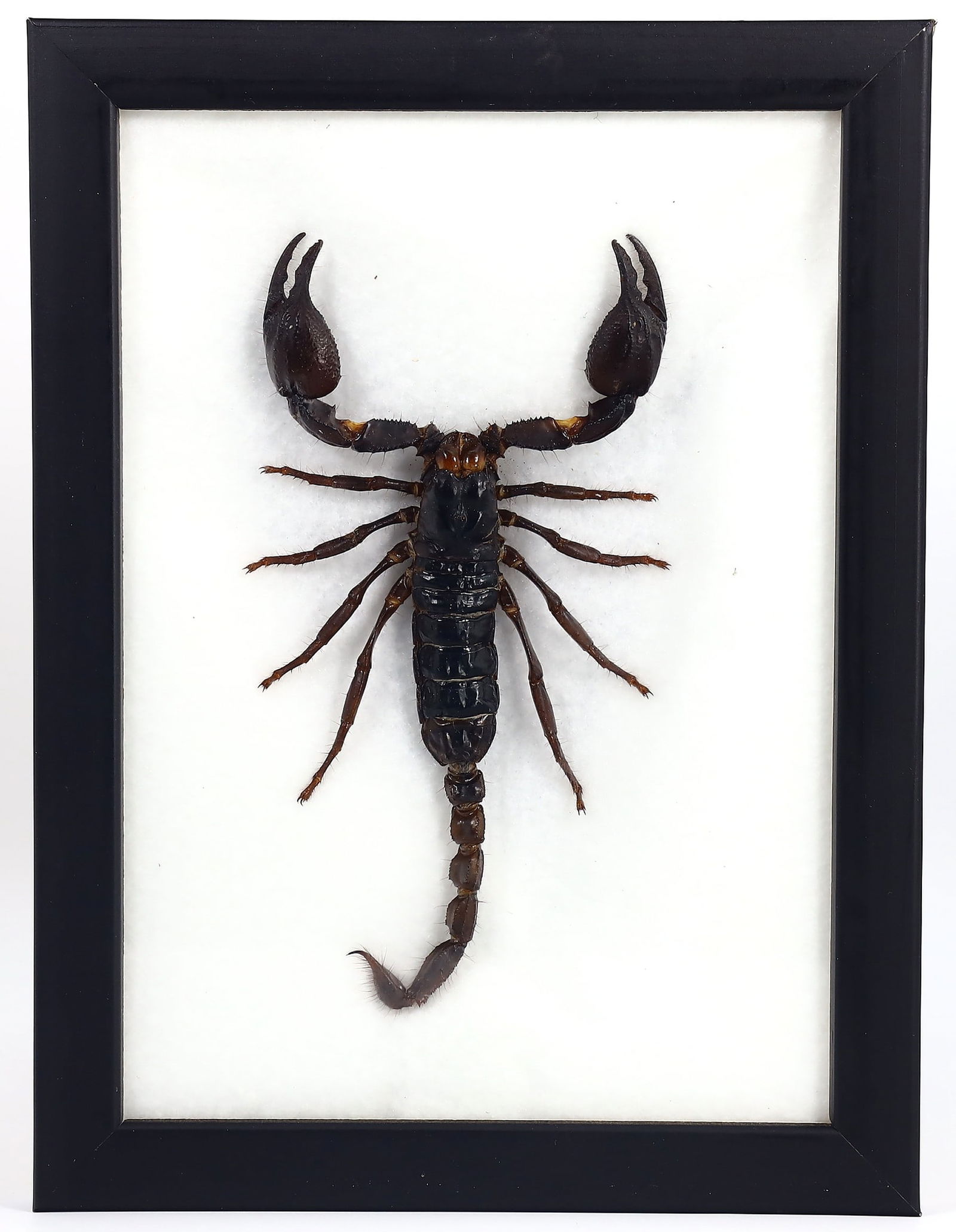 Preserved Taxidermy of Giant Scorpion Insect Bug Frame Specimen (1 of 2)