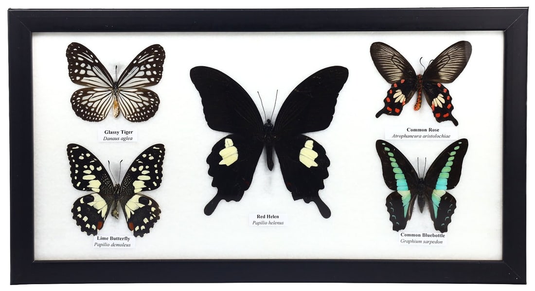 Preserved Taxidermy of Mixed Butterfly Insect Bug Frame Specimen: 33x17cm Weight: 351 grams