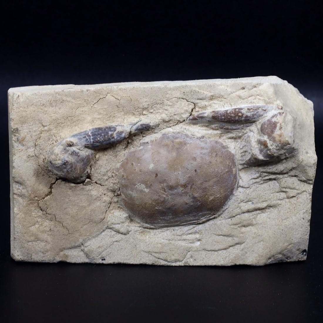 Rare Crab Fossil On Matrix Discover In Southeast Asian: 10x6cm Weight: 191 grams