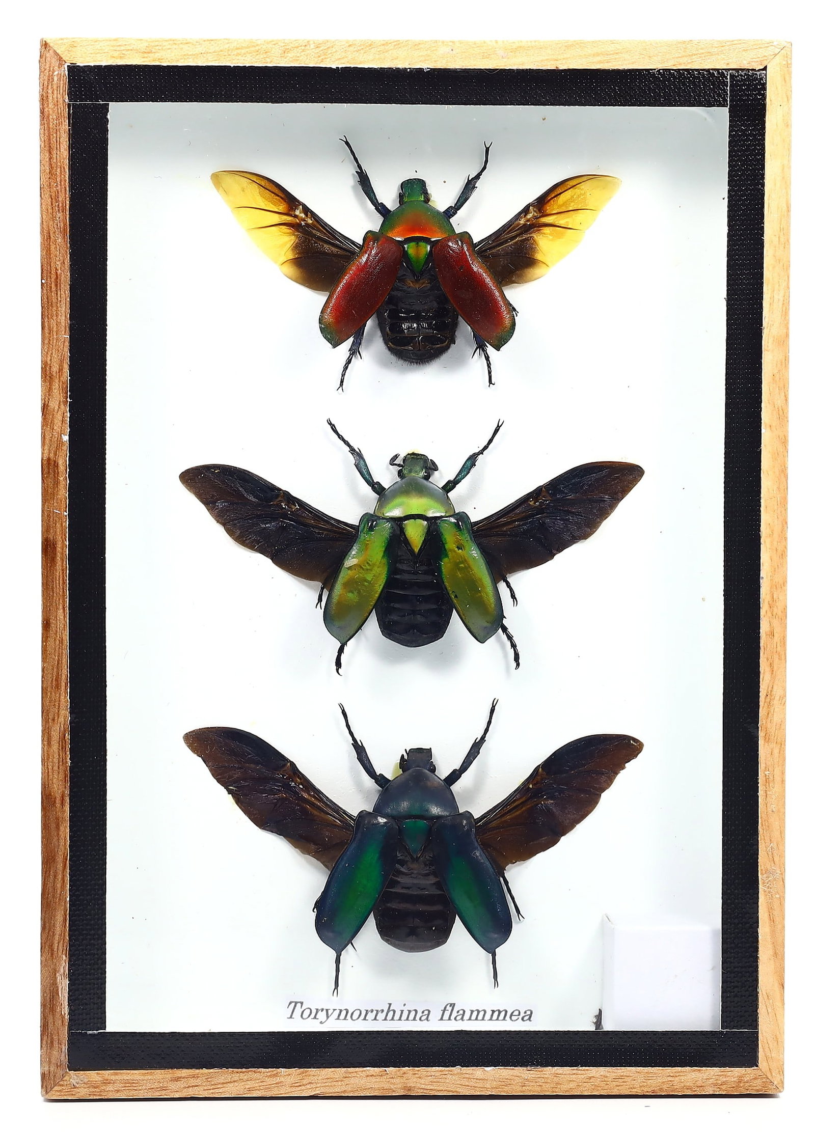 Preserved Taxidermy of Totynorrhina flammea Insect Bug Specimen: 17x12cm Weight: 208 grams