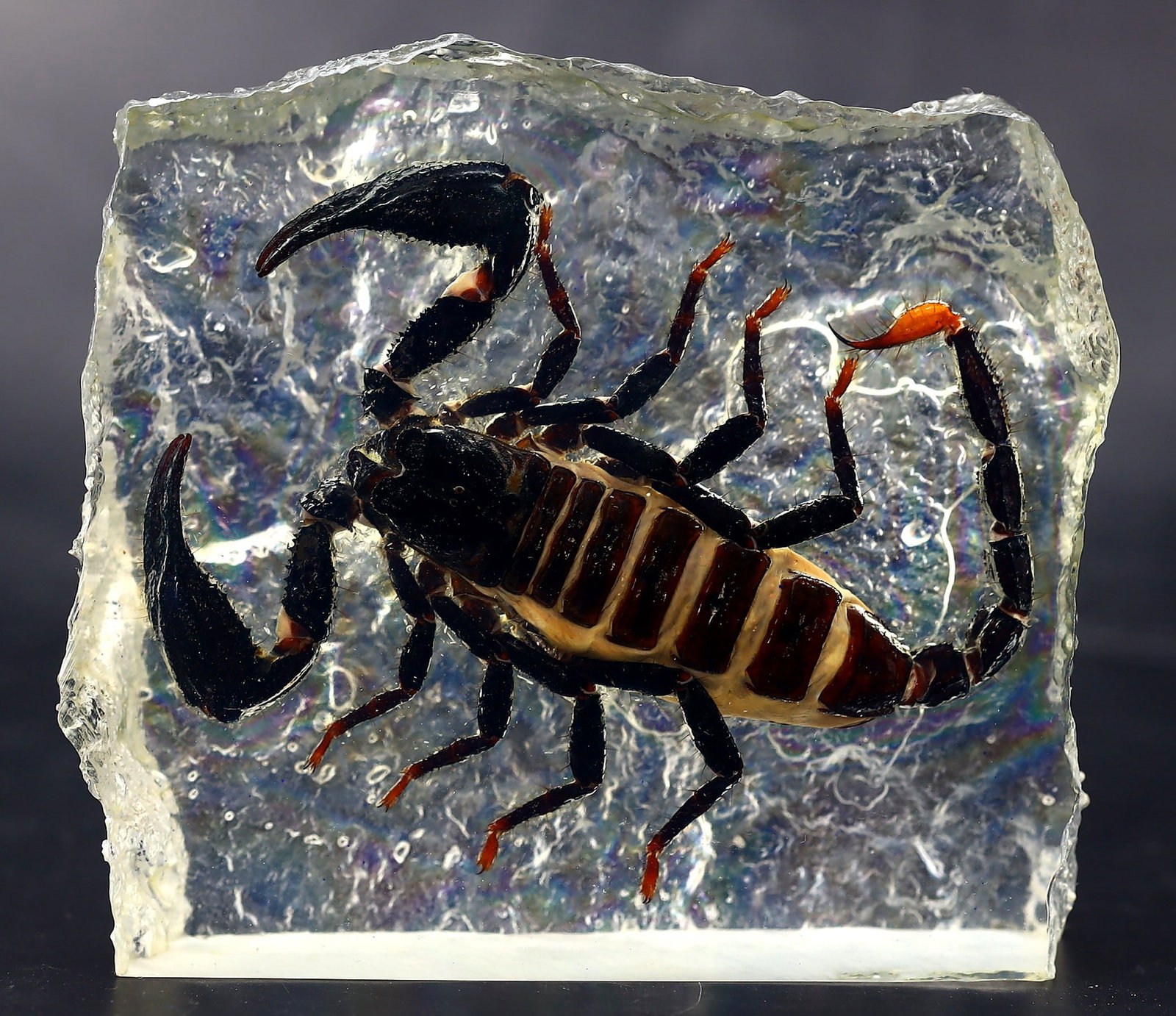 Preserved Taxidermy of Scorpion Insect Bug Specimen: 10.5x9.5cm Weight: 266 grams