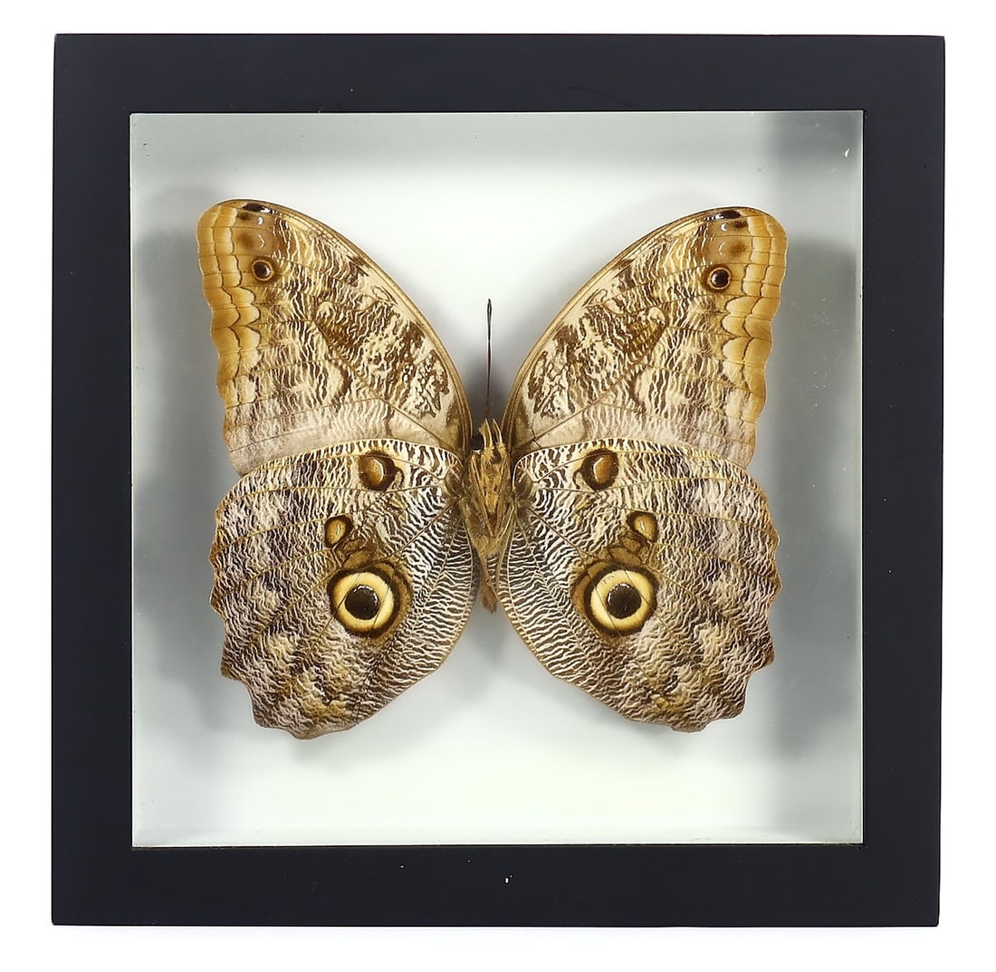 "Nature's Artistry: Exquisite Preserved Butterfly Display", Preserved Owl Butterfly Taxidermy (1 of 2)