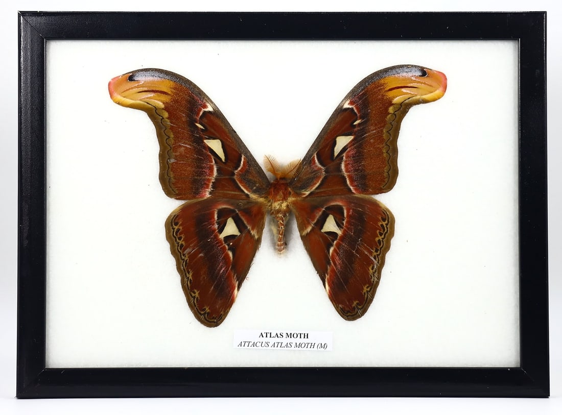 Majestic Framed Atlas Moth Specimen, "Exquisite Atlas Moth: Nature's Artistry Framed" (1 of 2)
