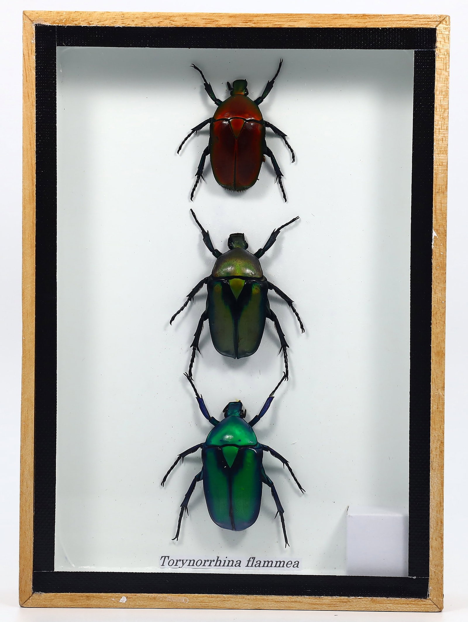 Preserved Taxidermy of Totynorrhina flammea Insect Bug Specimen: 17x12cm Weight: 162 grams