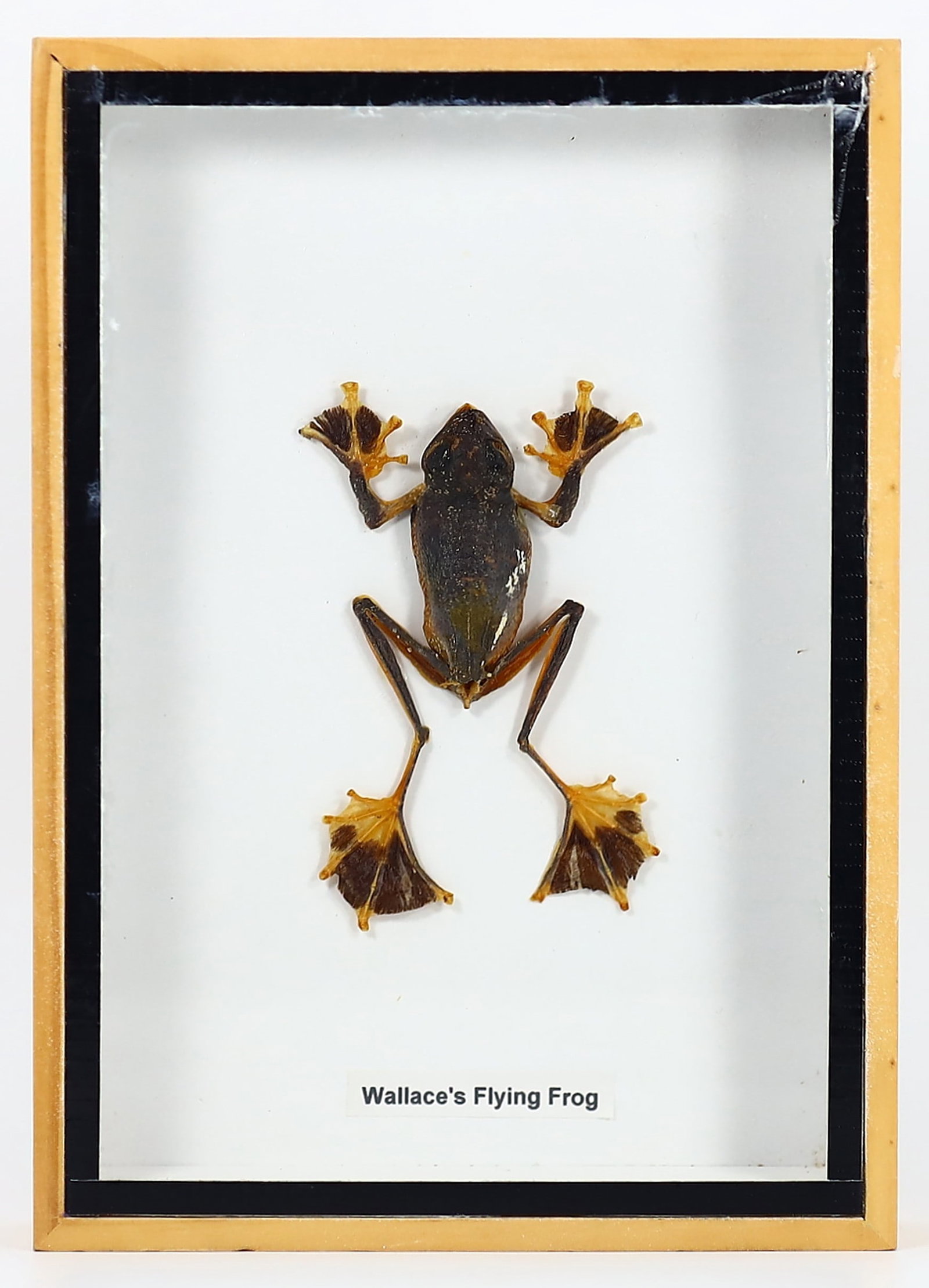 Preserved Taxidermy of Wallace's Flying Frog Reptile Specimen Frame: 18x13cm Weight: 209 grams