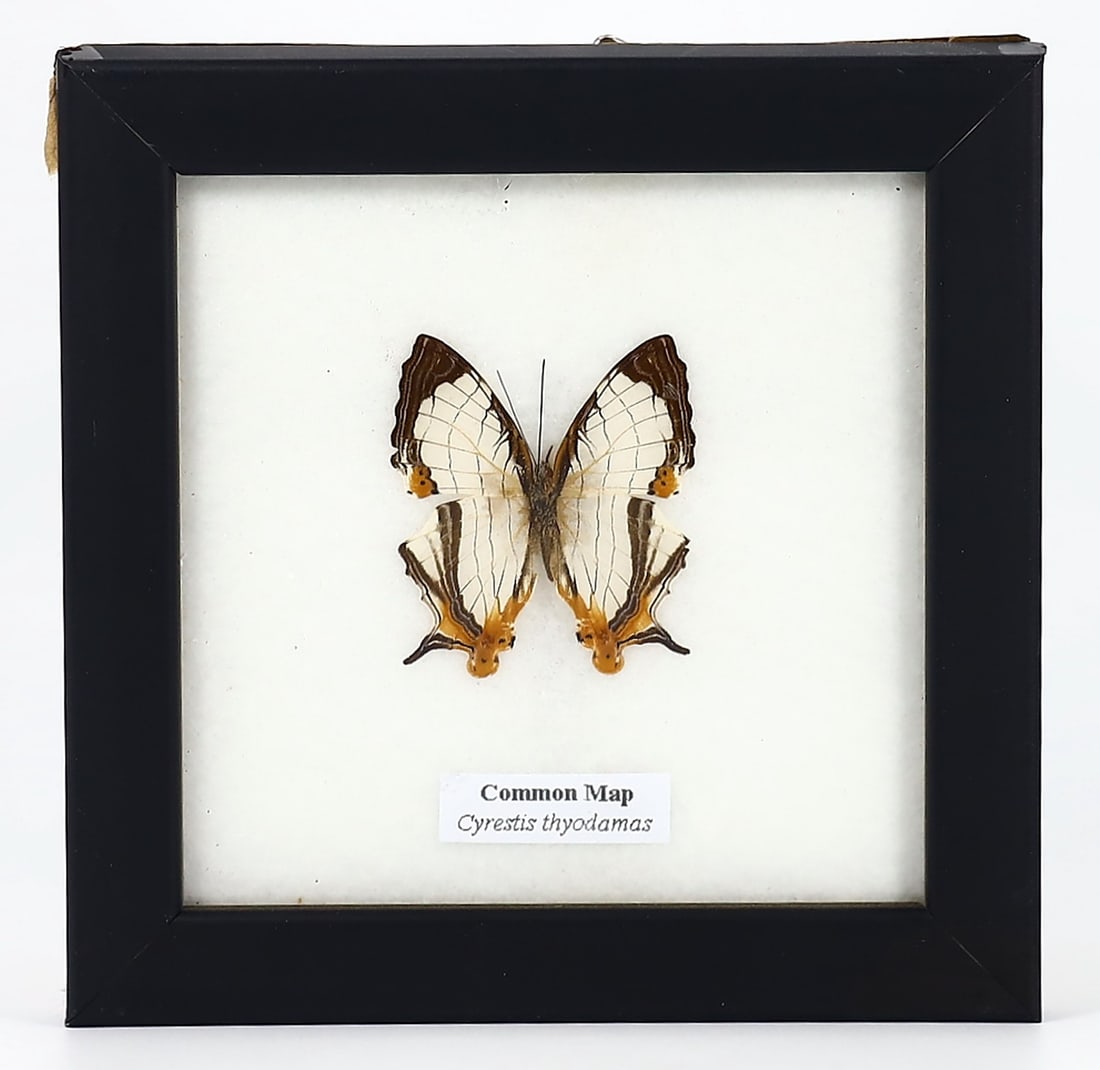 Preserved Taxidermy of Common Map Butterfly Moth Insect Bug Specimen Frame: 12x12cm Weight: 103 grams