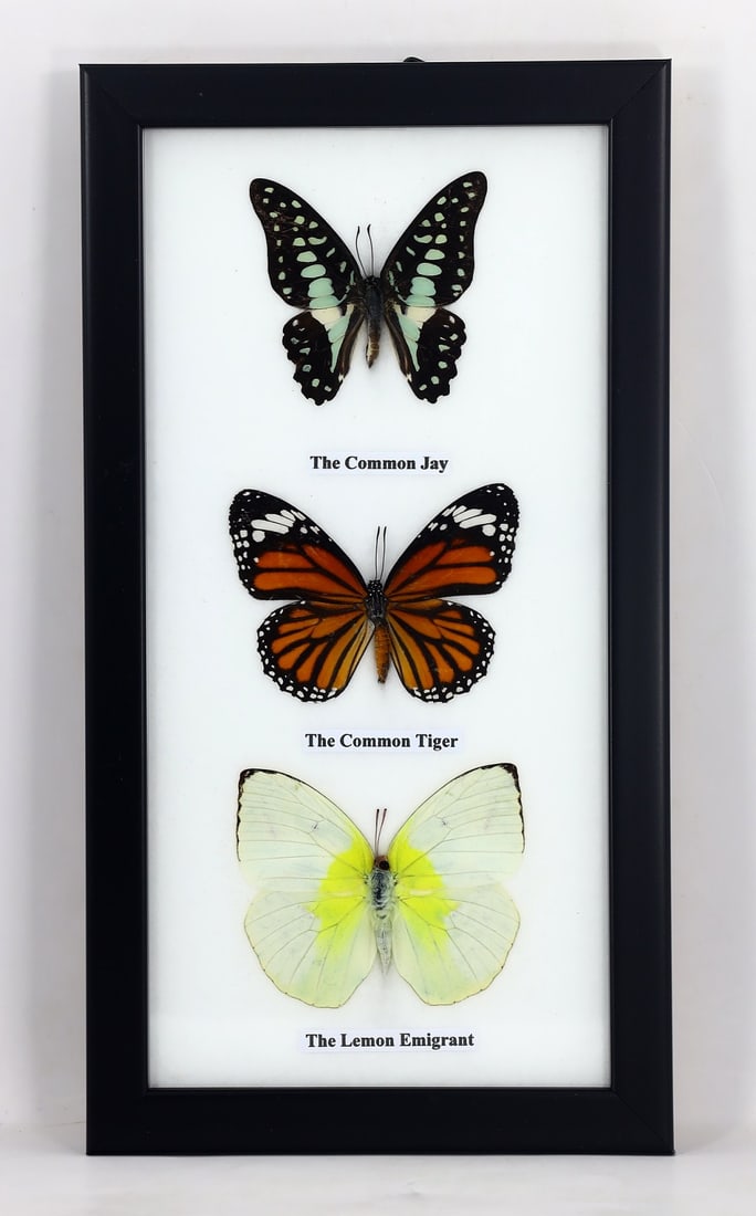 Preserved Taxidermy of Mixed Butterfly Insect Bug Specimen: 25x13cm Weight: 210 grams