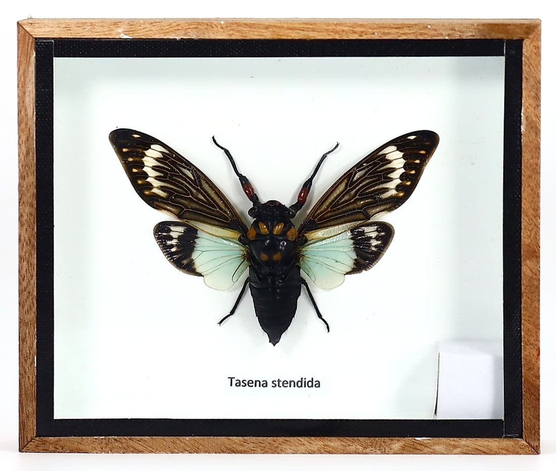 Preserved Taxidermy of Tasena Stendida Butterfly Moth Insect Bug Specimen Frame: 15x13cm Weight: 205 grams