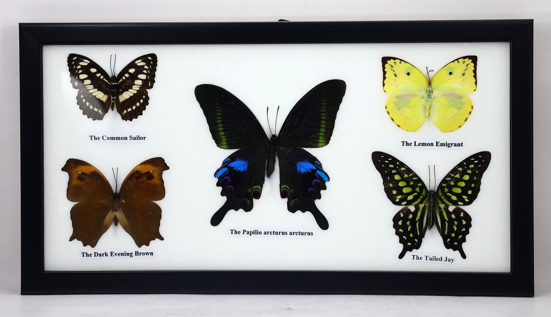 Preserved Taxidermy of Mixed Butterfly Insect Bug Specimen: 32x17cm Weight: 340 grams