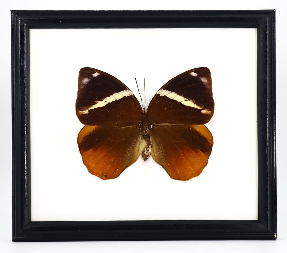 Preserved Taxidermy of Burmese Junglequeen Butterfly Moth Insect Bug Specimen Frame: 20x17cm Weight: 216 grams