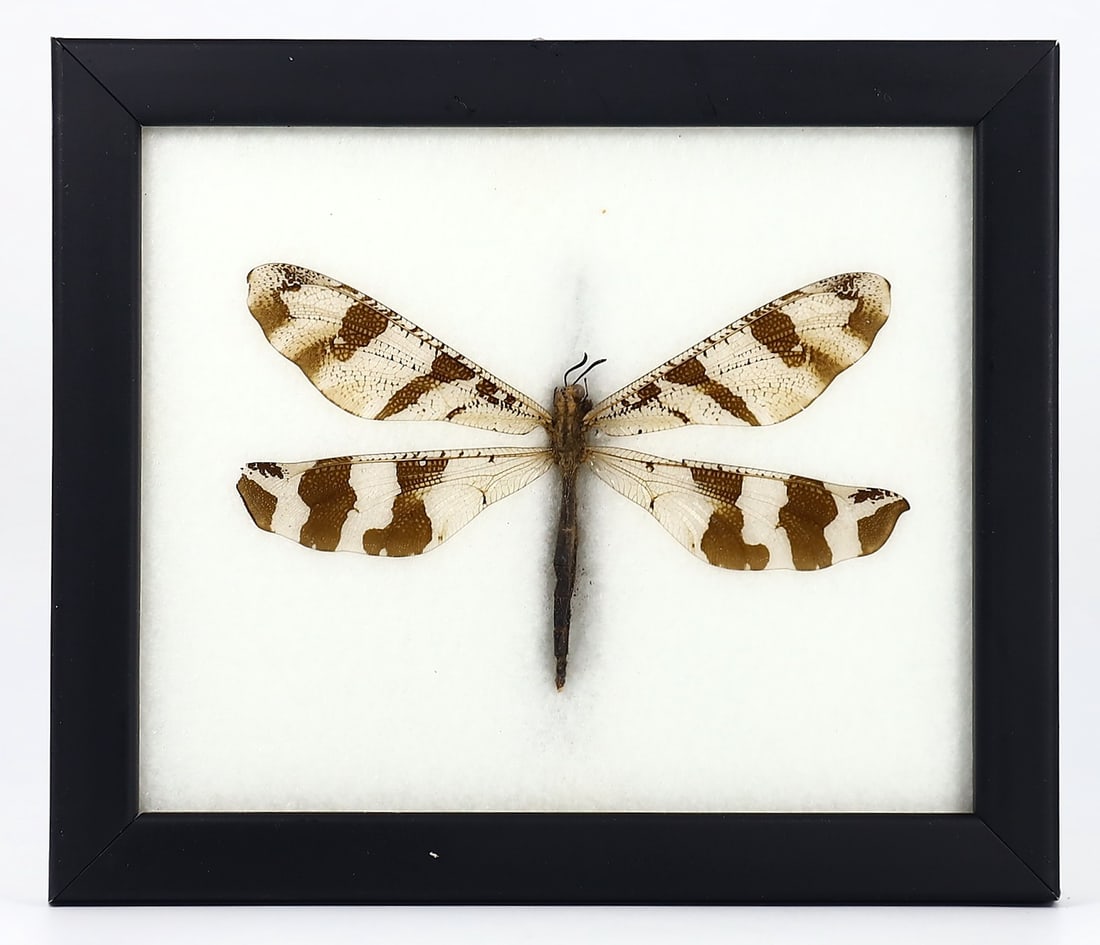 Preserved Taxidermy of Dragonfly Beetle Insect Bug Specimen Frame: 17x15cm Weight: 173 grams