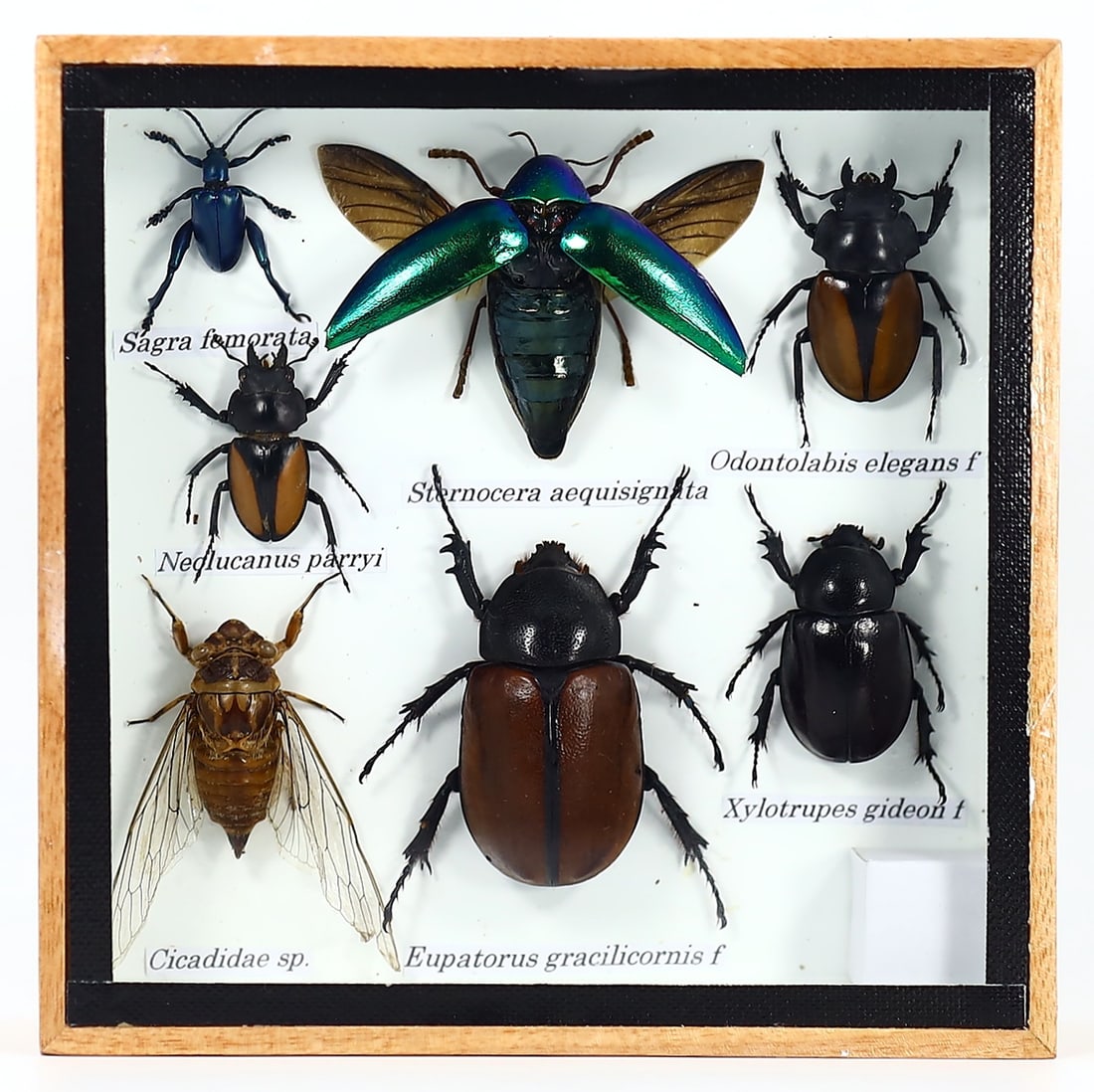 Preserved Taxidermy of Mixed Beetle Insect Bug Specimen Frame: 15x15cm Weight: 244 grams