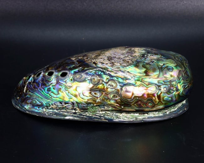 Fully Polished Abalone Shell Mother of Pearl Paua New Zealand Sea Snail (1 of 4)