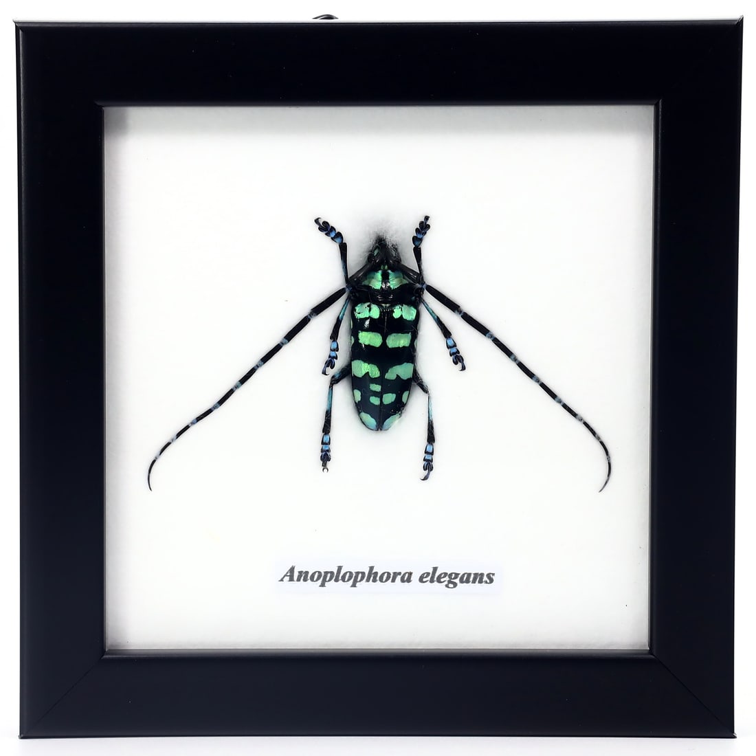 Preserved Taxidermy of Anoplophora Elegans Beetle Insect Bug Frame Specimen: 12x12cm Weight: 99 grams