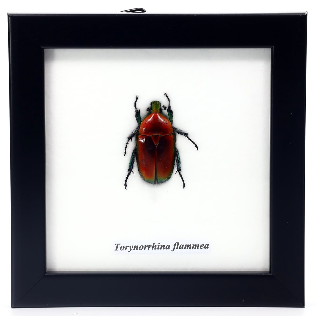 Preserved Taxidermy of Torynorrhina Flammea Beetle Insect Bug Frame Specimen: 12x12cm Weight: 99 grams