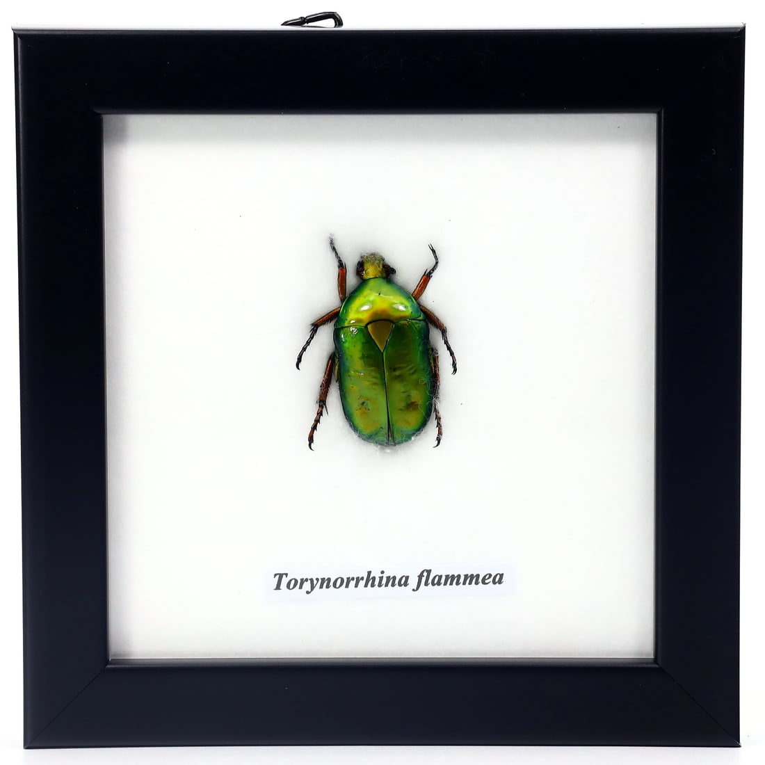 Preserved Taxidermy of Torynorrhina Flammea Beetle Insect Bug Frame Specimen: 12x12cm Weight: 97 grams