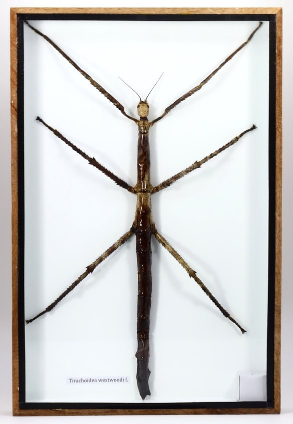 Preserved Taxidermy of Tirachoidea Westwoodi Walking Stick Insect Bug Specimen: 30x20cm Weight: 567 grams