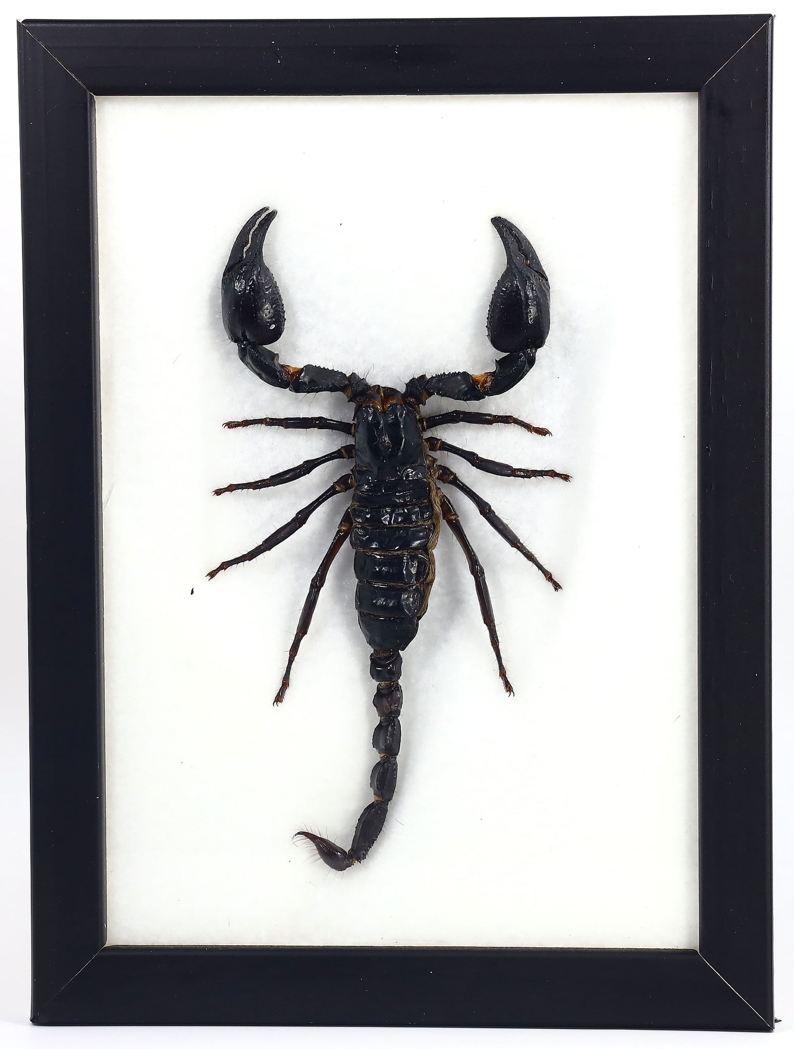 Preserved Taxidermy of Giant Scorpion Insect Bug Frame Specimen (1 of 2)