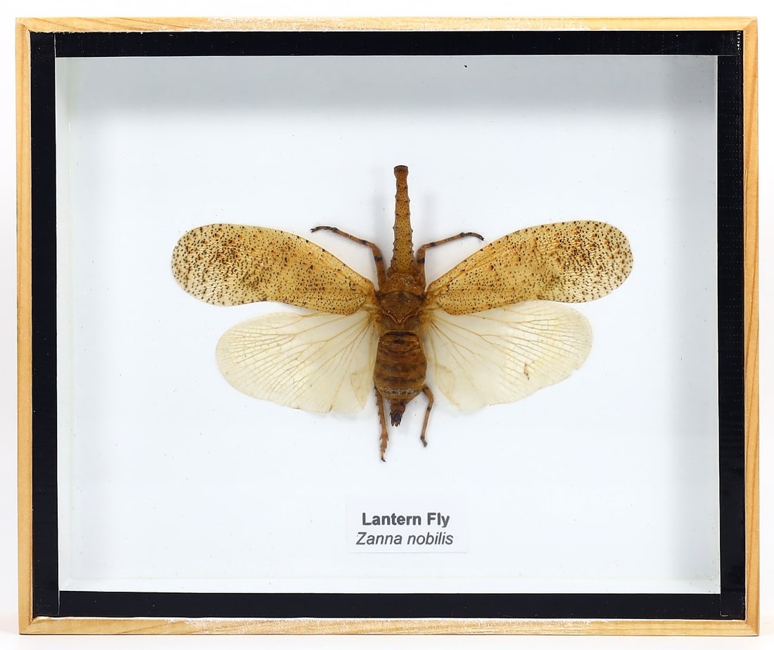 Preserved Taxidermy of Lantern Fly Beetle Insect Bug Frame Specimen (1 of 2)