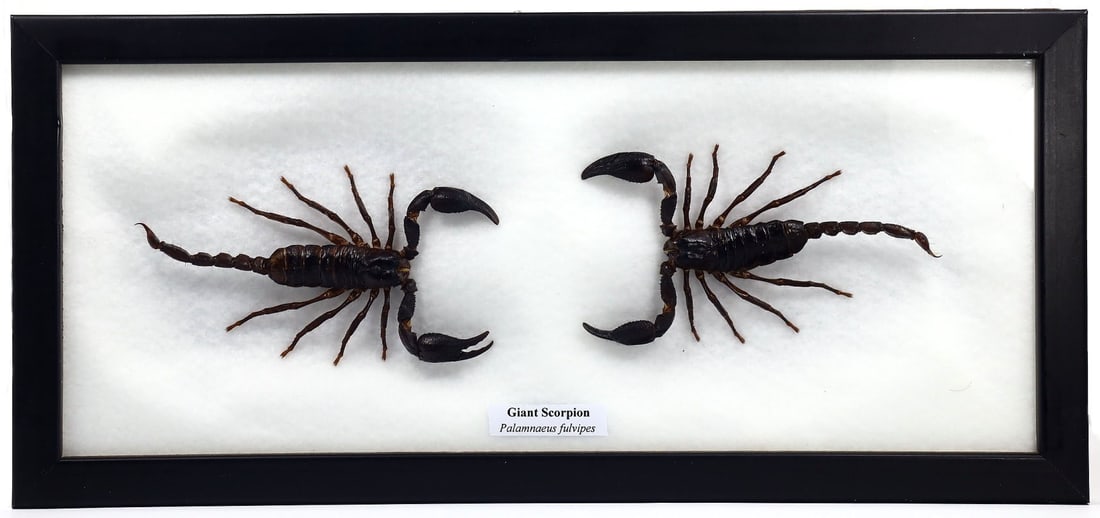 Preserved Taxidermy of Giant Scorpion Insect Bug Frame Specimen (1 of 2)