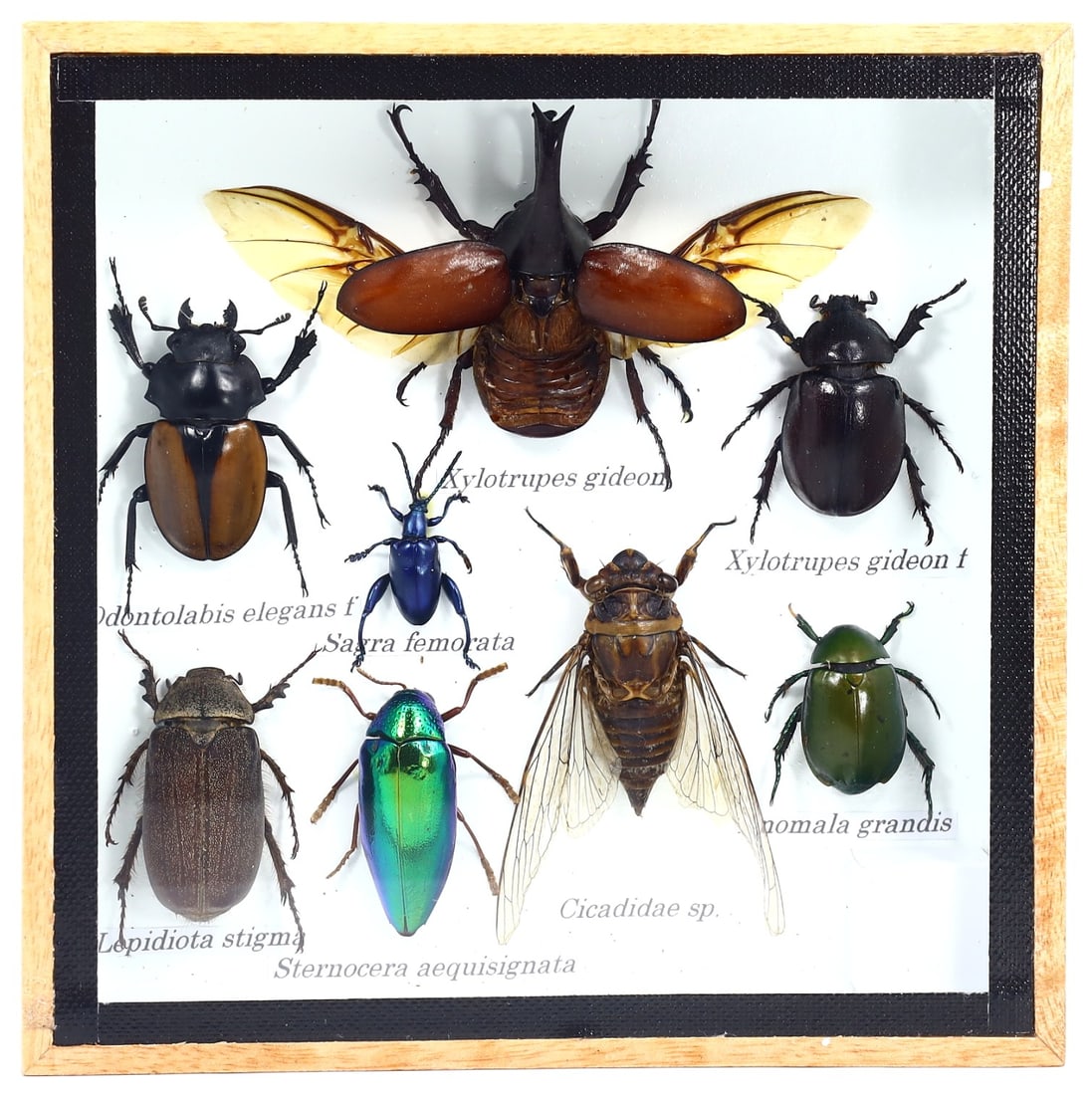 Preserved Taxidermy of Mixed Cicadidae Beetle Insect Bug Frame Specimen: 15x15cm Weight: 242 grams