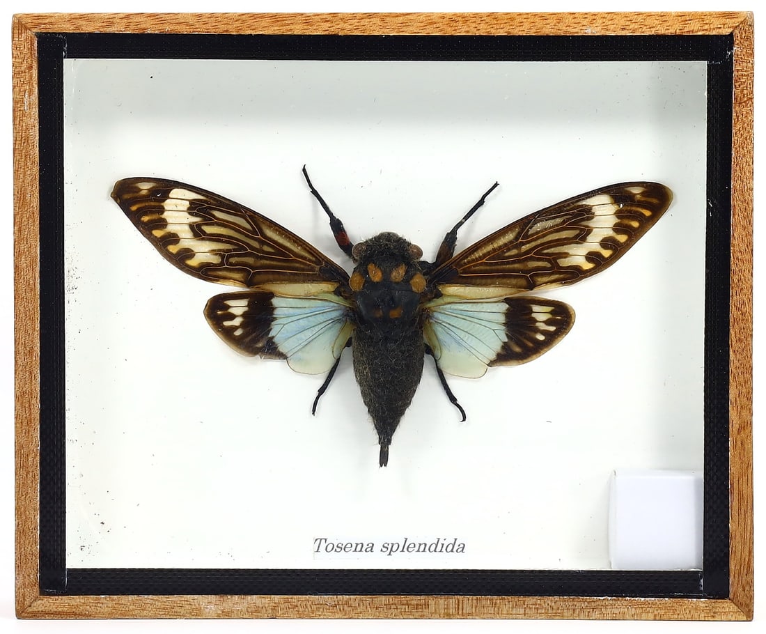 Preserved Taxidermy of Tasena Splendida Moth Butterfly Insect Bug Frame Specimen: 15x13cm Weight: 188 grams