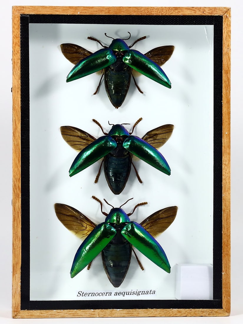 Preserved Taxidermy of Sternocera Aequisignata Beetle Insect Bug Specimen Frame: 17.5x12cm Weight: 203 grams
