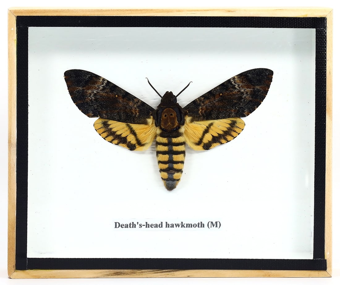 Preserved Taxidermy of Death's-head Hawkmoth Male Insect Bug Frame Specimen: 15x12cm Weight: 186 grams