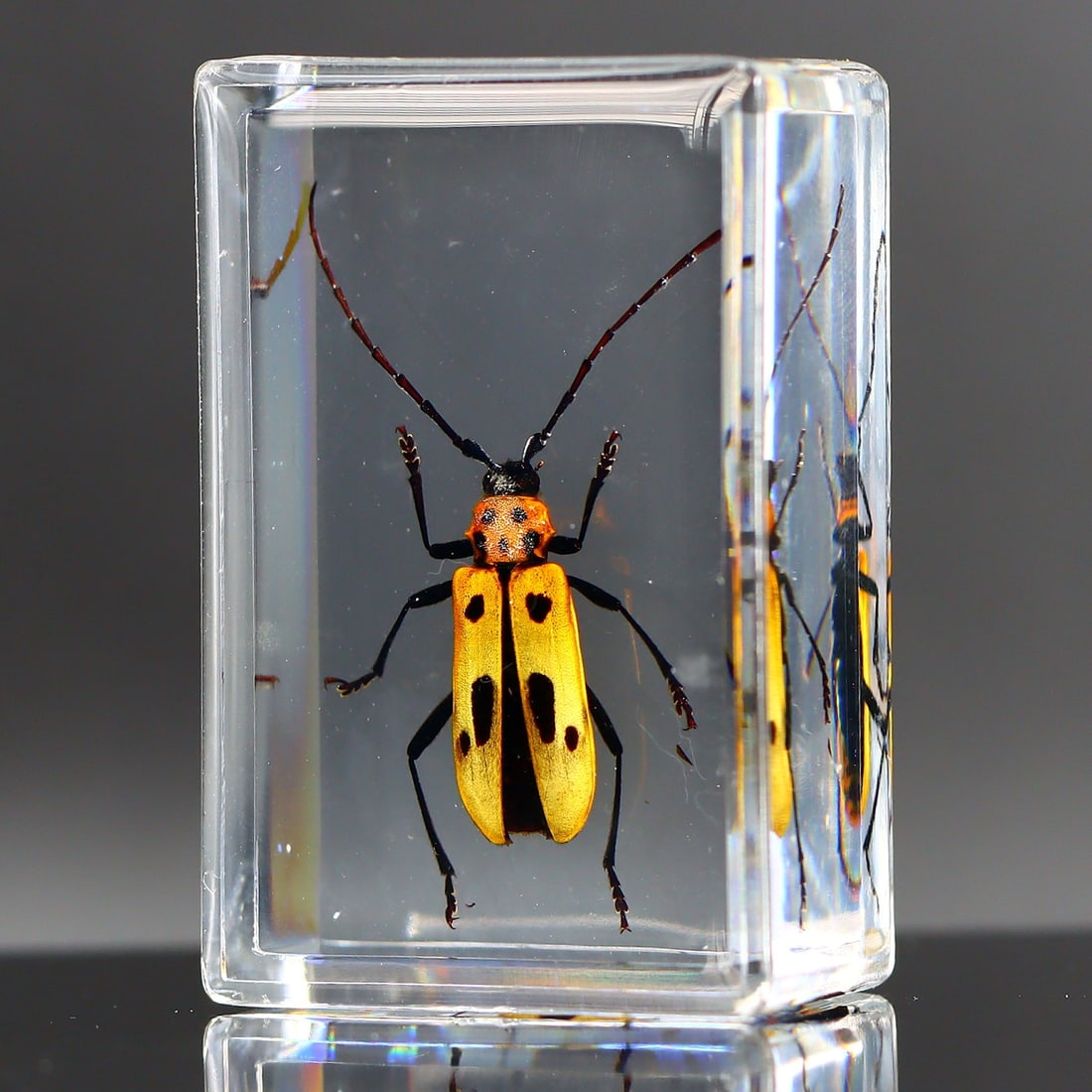 Beetle Bug Insect Specimen in Resin Block Art Glass Paperweight Ornament: 4x3cm Weight: 24 grams