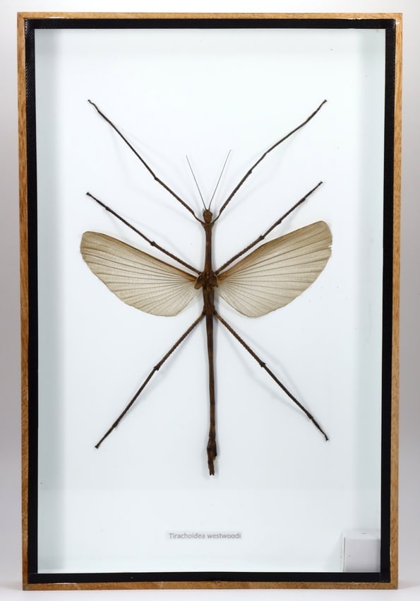 Preserved Taxidermy of Tirachoidea Westwoodi Stick Insect Bug Specimen: 30x20cm Weight: 500 grams