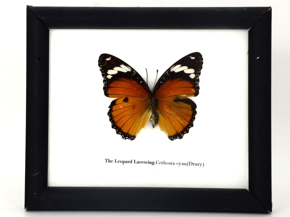 Preserved Taxidermy of The Leopard Lacewing Butterfly Insect Bug Specimen Frame: 14.5x12cm Weight: 112 grams