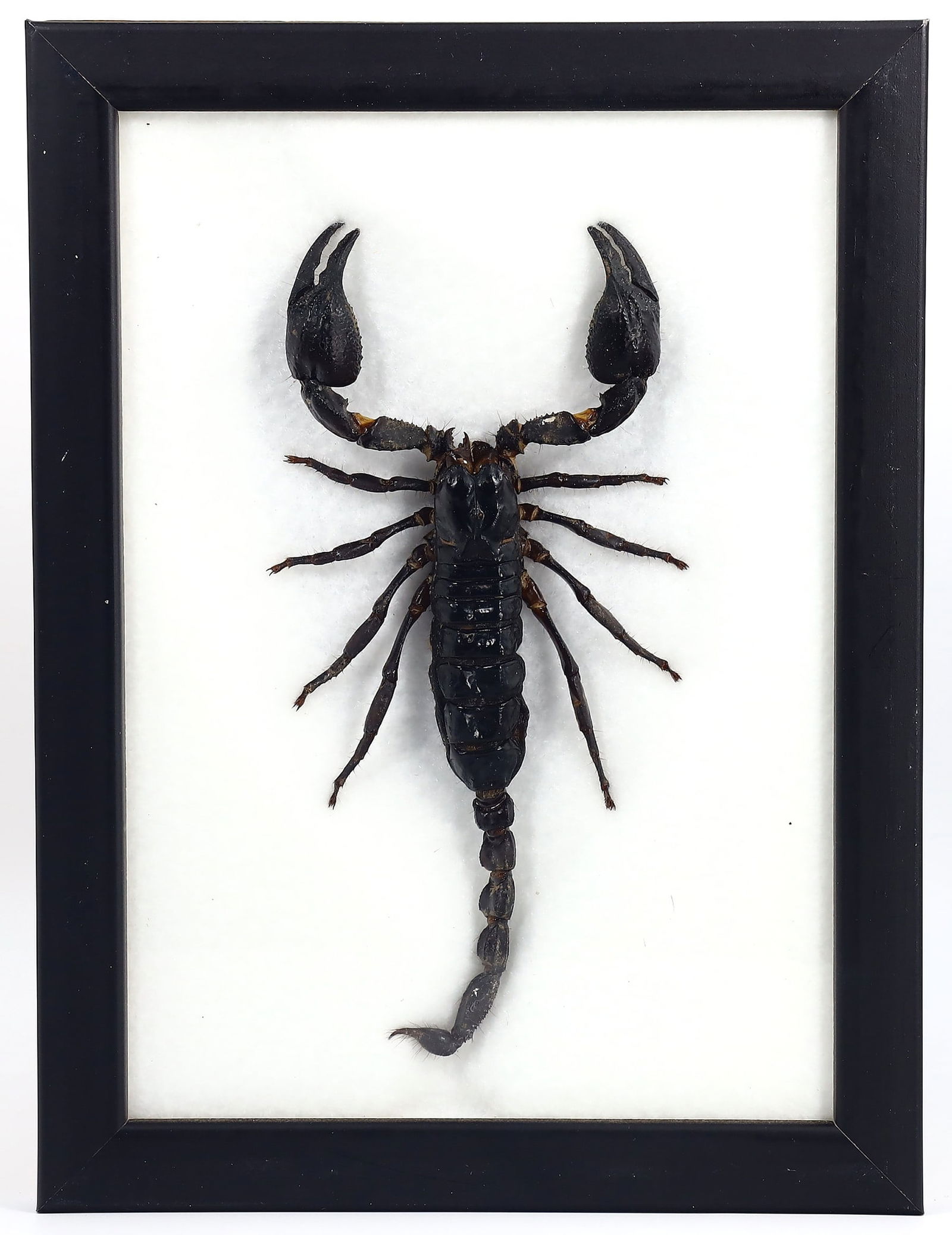 Preserved Taxidermy of Giant Scorpion Insect Bug Frame Specimen (1 of 2)