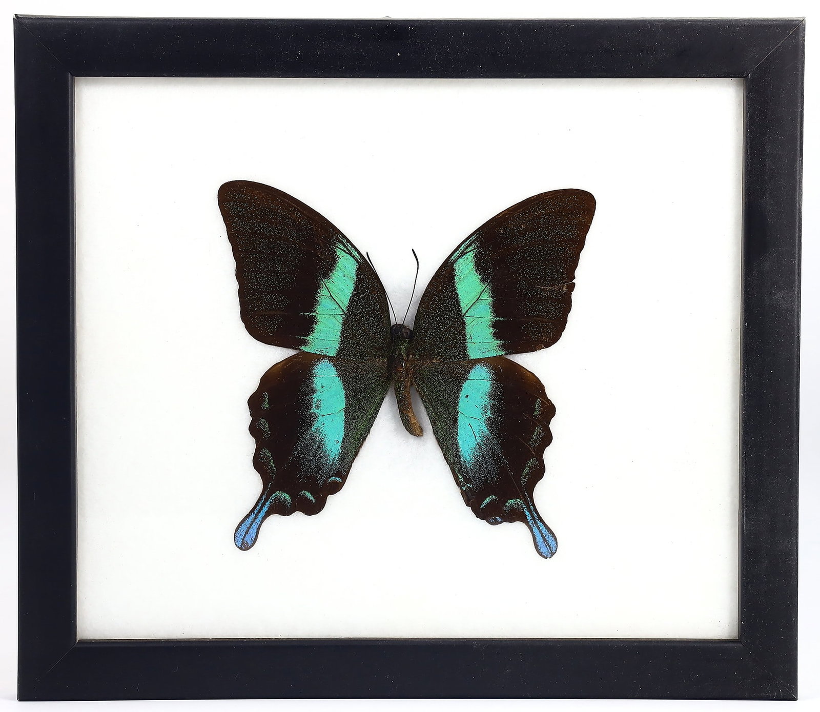 Preserved Taxidermy of Majestic Green Swallowtail Butterfly Insect Bug Frame Specimen: 20x17cm Weight: 227 grams