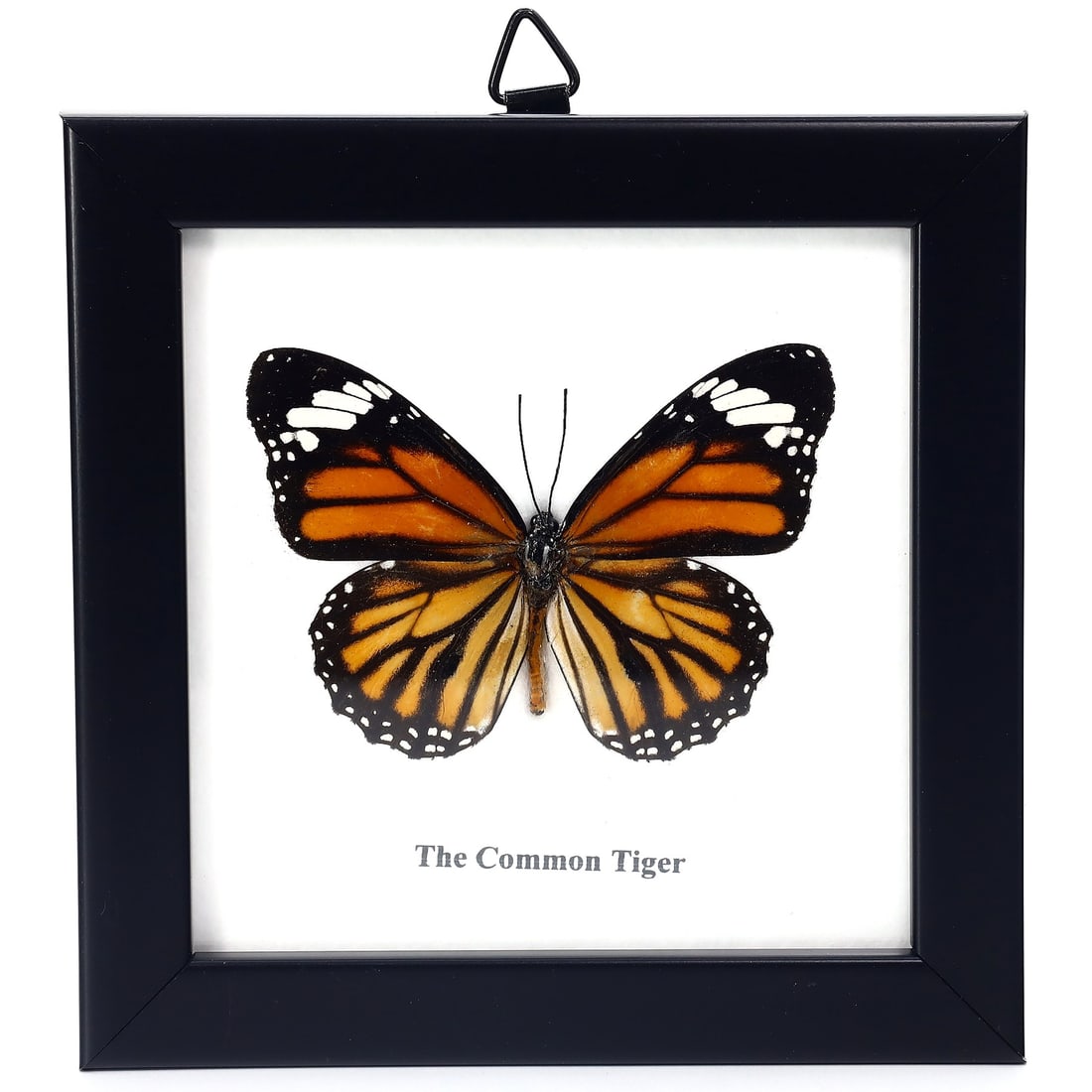 Preserved Taxidermy of Common Tiger Butterfly Moth Insect Bug Specimen: 12x12cm Weight: 90 grams