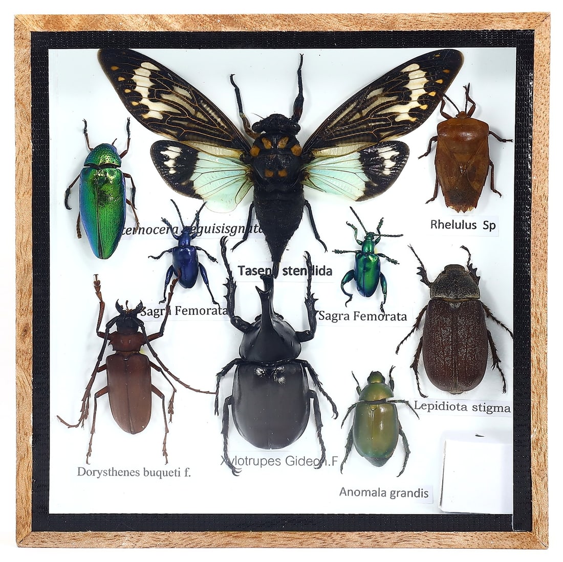 Preserved Taxidermy of Mixed Beetle Moth Insect Bug Frame Specimen: 15x15cm Weight: 260 grams