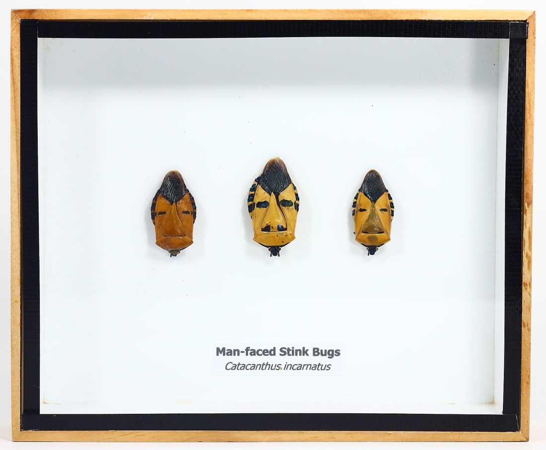 Preserved Taxidermy of Man-faced Stink Insect Bug Frame Specimen: 15x13cm Weight: 190 grams