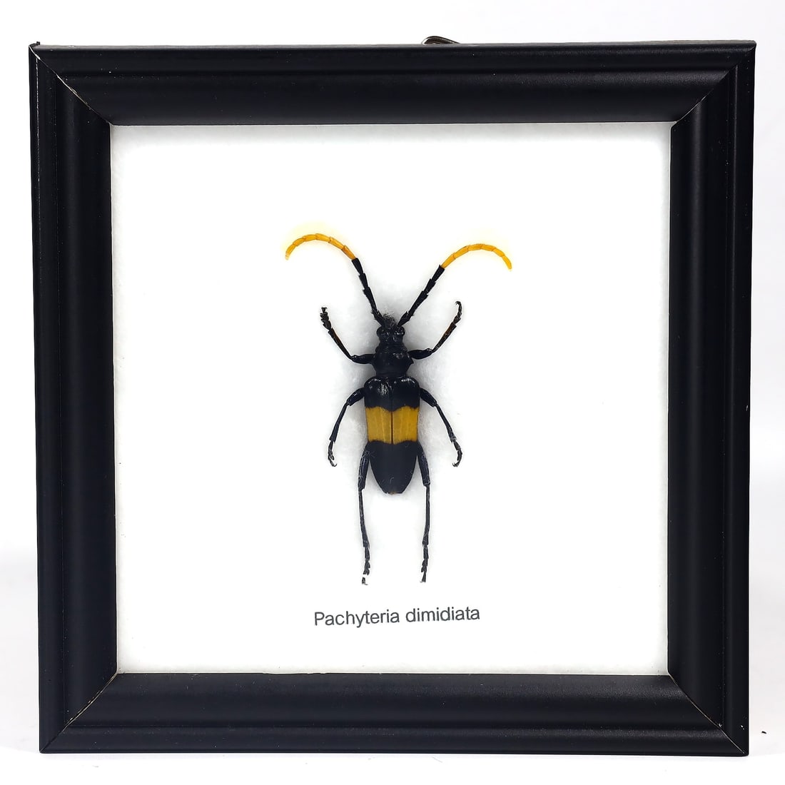 Preserved Taxidermy of Pachyteria Dimidiata Beetle Insect Bug Specimen: 12x12cm Weight: 93 grams