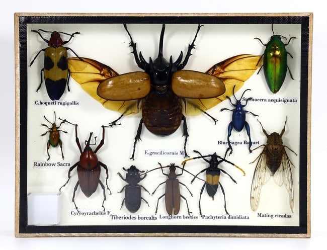 Preserved Taxidermy of Mixed Assorted Insect Bug Beetle Specimen: 20x15cm Weight: 326 grams