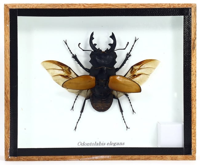 Preserved Taxidermy of Odontolabis Elegans Beetle Insect Bug Frame Specimen: 15x13cm Weight: 178 grams