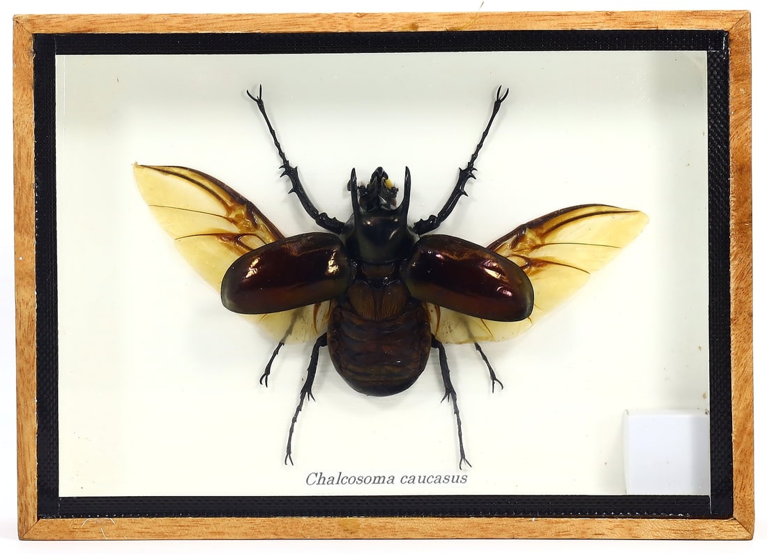 Preserved Taxidermy of Chalcosoma Caucasus Beetle Insect Bug Frame Specimen: 17x12cm Weight: 221 grams