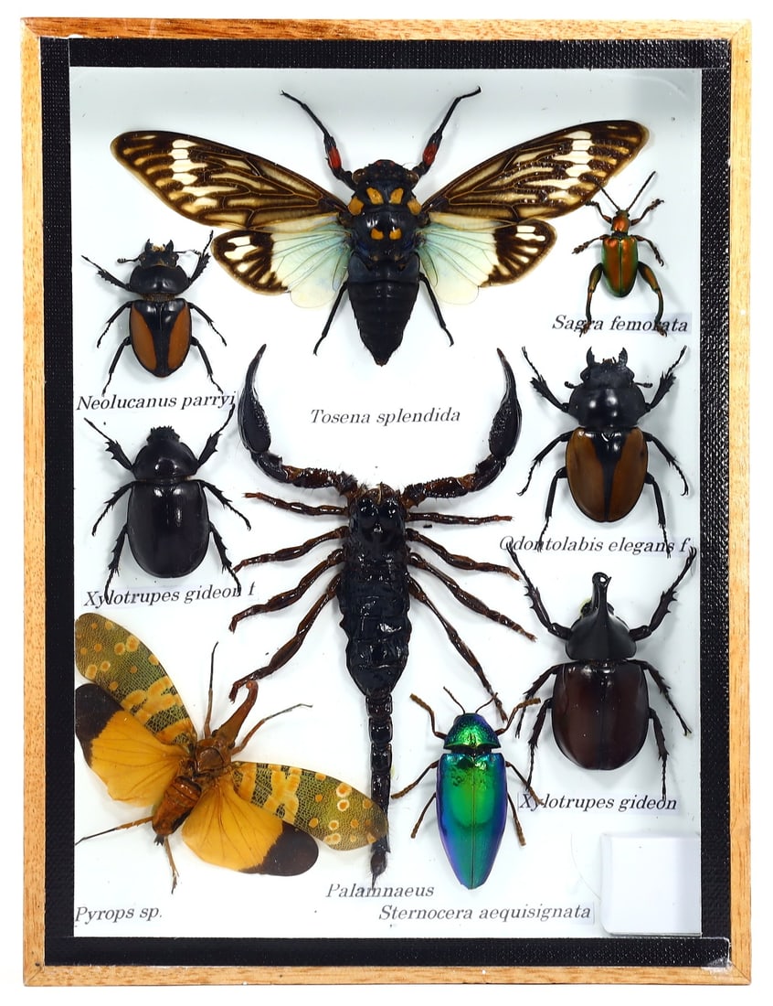 Preserved Taxidermy of Mixed Scorpion & Beetle Moth Insect Bug Frame Specimen: 20x15cm Weight: 312 grams
